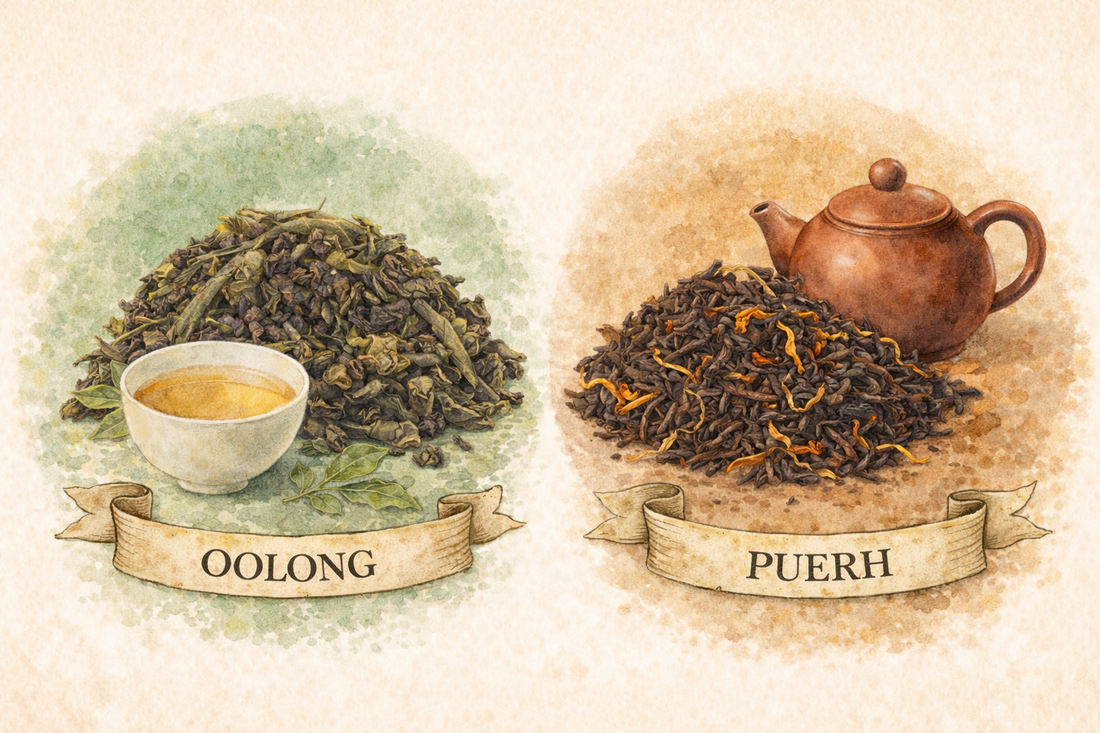 Oolong et puerh : deux thés qui méritent d’être découverts